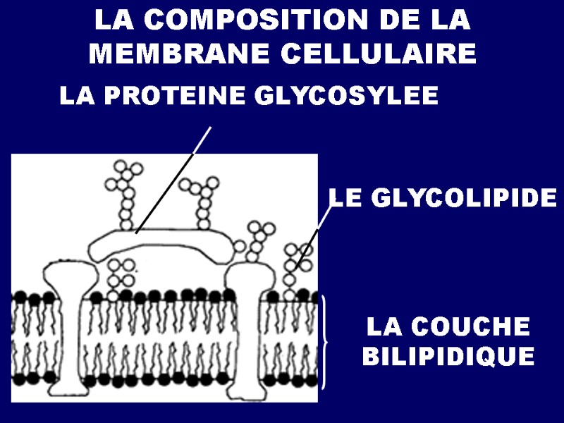 LA COMPOSITION DE LA MEMBRANE CELLULAIRE LA COUCHE BILIPIDIQUE LE GLYCOLIPIDE LA PROTEINE GLYCOSYLEE